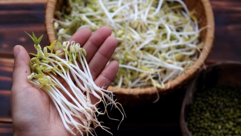 Lợi ích của giá đỗ với bà bầu