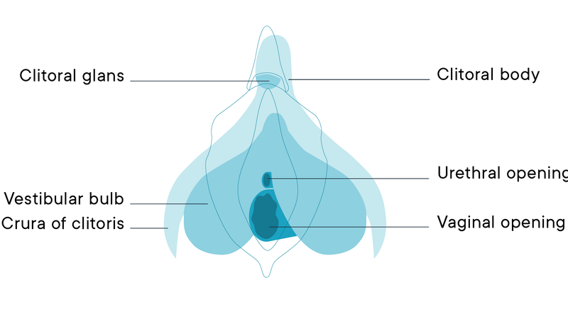 Môi lớn là gì? Cấu tạo và chức năng của môi lớn