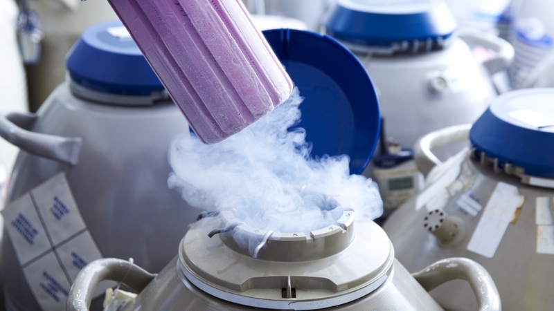 Trữ đông trứng cho người chuyển giới nam