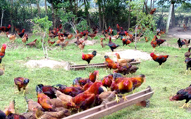 Các bước cần thiết khi nuôi gà thả vườn