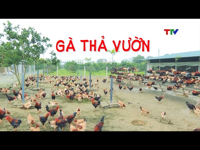 Mô hình nuôi gà thả vườn | PTTH Thanh Hóa - YouTube